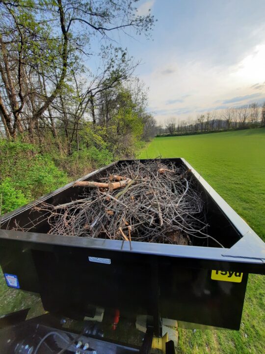 Tree and brush waste in dumpster
